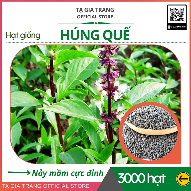 Hạt giống rau húng quế (húng chó) chất lượng cao - Shop hạt giống Tạ Gia Trang