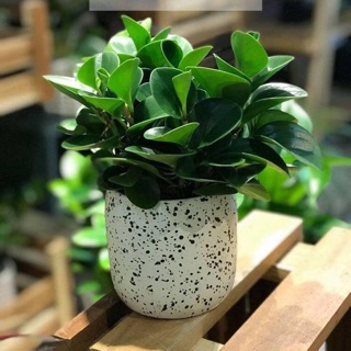 Cây trường sinh để bàn