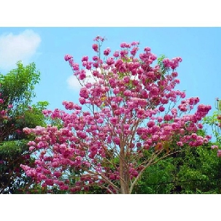 COMBO 2 BẦU CÂY GIỐNG CÂY KÈN HỒNG(CÂY CHUÔNG HỒNG)