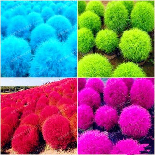 Hạt giống cỏ đổi màu giá rẻ