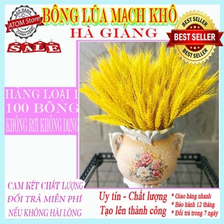 Bó lúa mạch khô 100 bông - làm phông nền chụp ảnh Bó bông lúa mạch khô 100 nhánh 1 bó