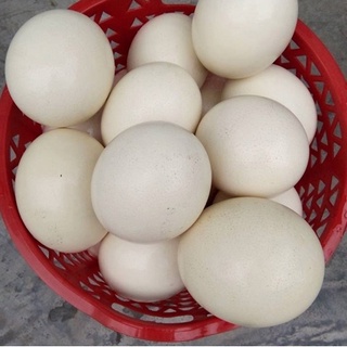 Vỏ trứng đà điểu trang trí điêu khắc