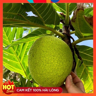 Cây Sa kê Giống - Cây Bánh Mì Giống Cành Chiết Cao 1m-2m