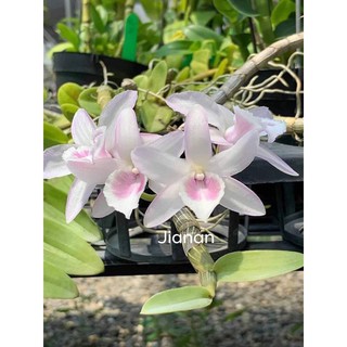 Giả hạc hồng thái hàng giống