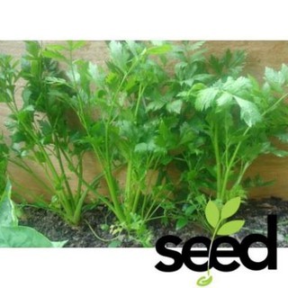 Hạt Giống Rau Ngò Tây, Mùi Tây Trang Nông