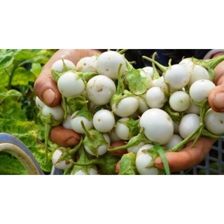 Hạt Giống Cà Pháo Trắng - Gói 2Gr