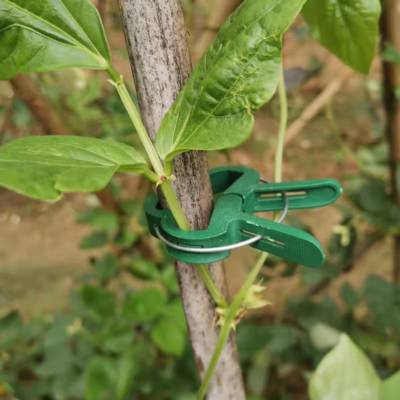 Kẹp Hỗ Trợ Cành Cây Leo Tiện Dụng Cho Sân Vườn