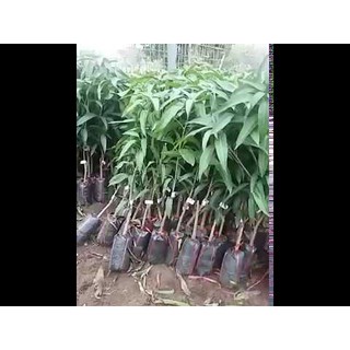 Cây giống xoài tím