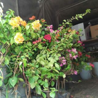 Hoa giấy màu cam