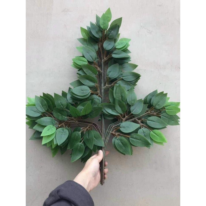 150 cành lá si xanh
