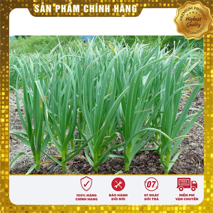 Hạt giống tỏi tây hat giong rau tỏi tây gia vị - 1gr