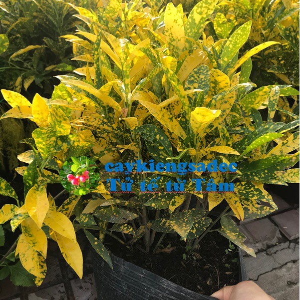 Caykiengsadec - cây vàng bạc lá màu + tặng phân bón-hoa kiểng lá-trang trí nội thất cảnh quan sân vườn ngoài trời