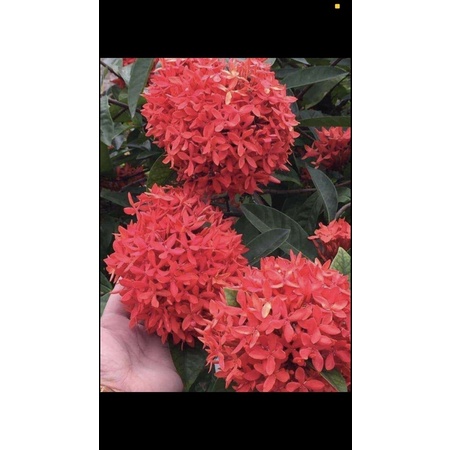 Cây mẫu đơn ta giống bầu đất ổn định cao 25-30cm