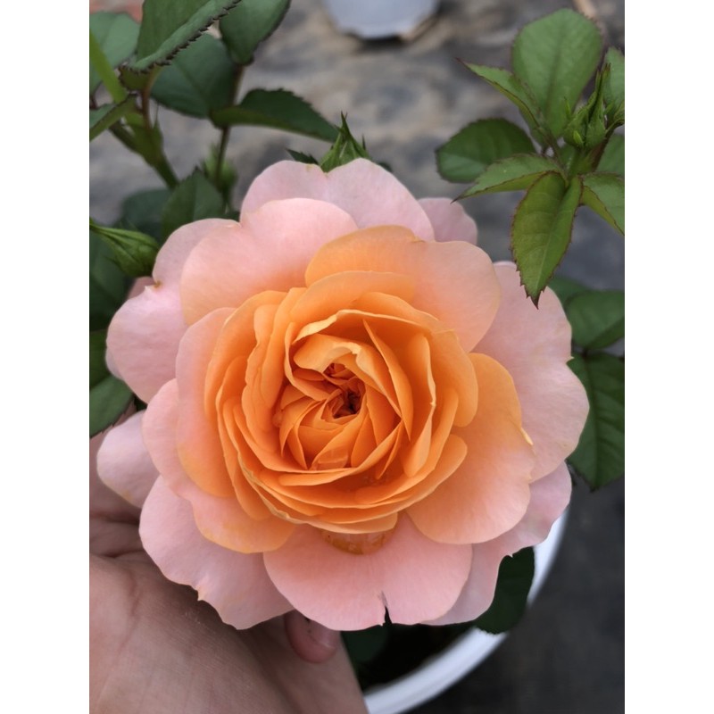 hoa hồng ngoại đủ màu
