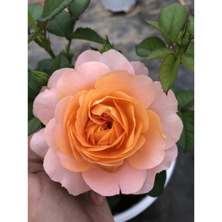 Hoa hồng ngoại đủ màu