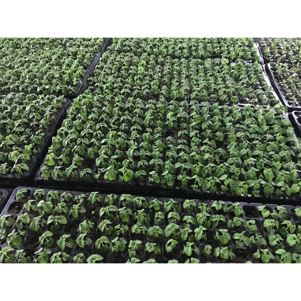 Khay ươm cây 128 lỗ