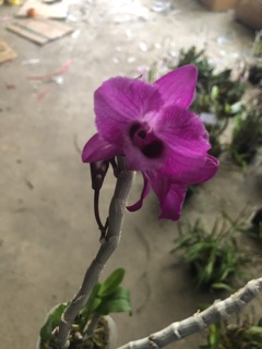 Phong lan phi điệp tím