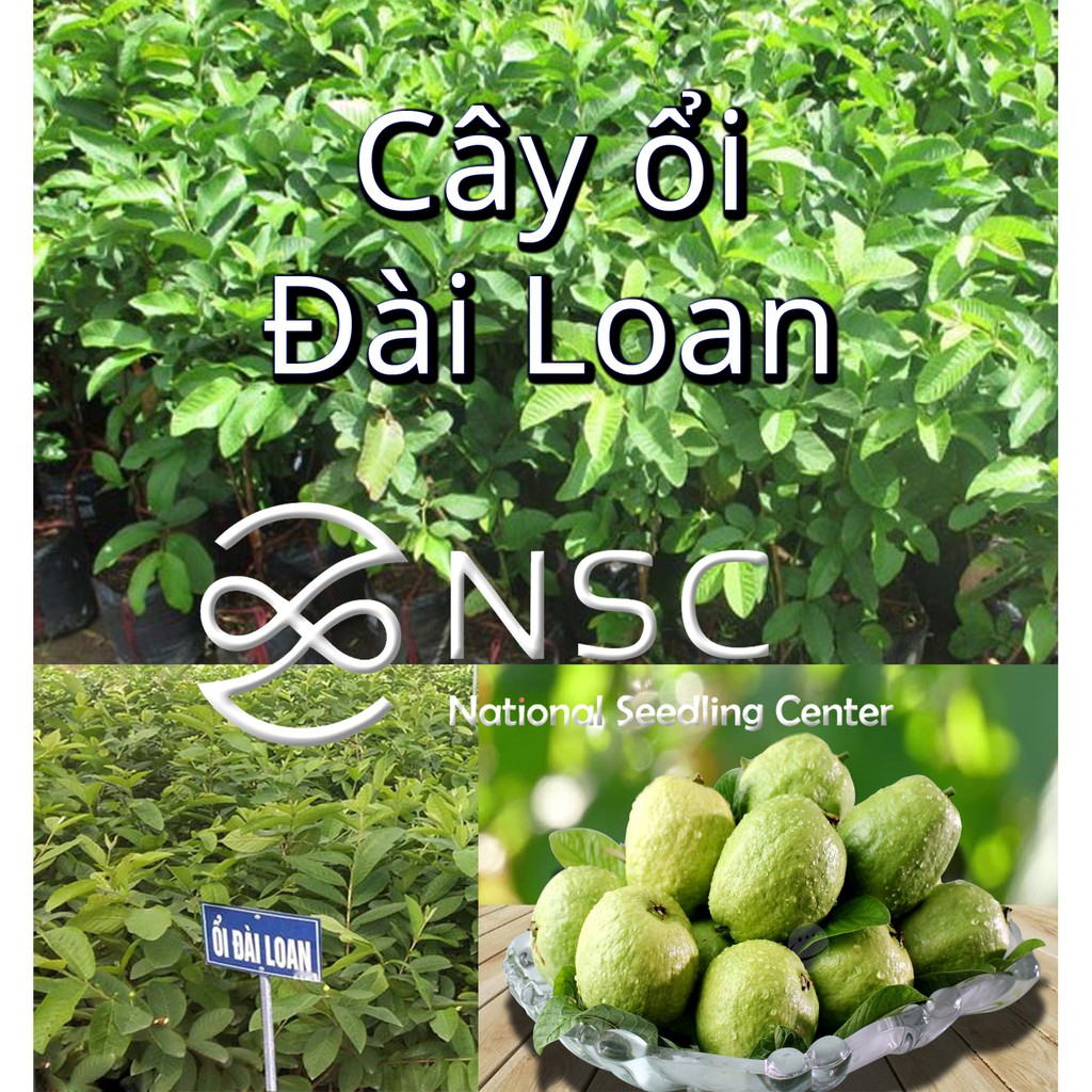 [NHẬP I2L4NSC10 GIẢM 10K] Giống cây Giống ổi Đài Loan quả to Được ươm tại NSC Nông nghiệp Việt 100% trồng