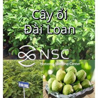 Giống cây Giống ổi Đài Loan quả to Được ươm tại NSC Nông nghiệp Việt 100% trồng