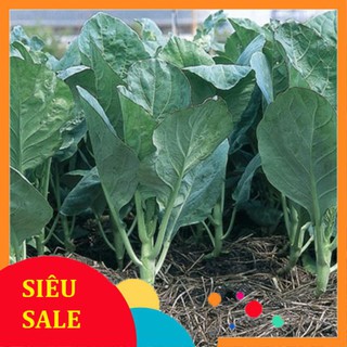 Hạt Giống Cải Rổ/ Cải Ná (5 Gr) - [MUA 3 TẶNG 1 CÙNG LOẠI] - Dễ Trồng, Dinh Dưỡng Cao