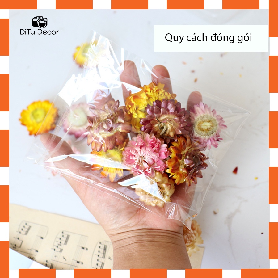 Nụ hoa cúc khô, nụ hoa sấy khô decor trang trí, làm đồ handmade sáng tạo - DiTu Decor