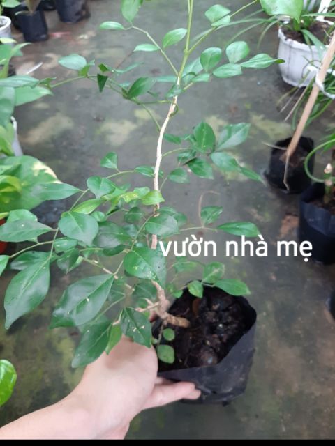 Cây nguyệt quế con