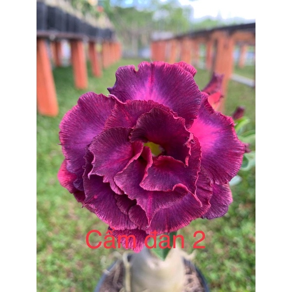 Cây sứ thái ghép giống mới