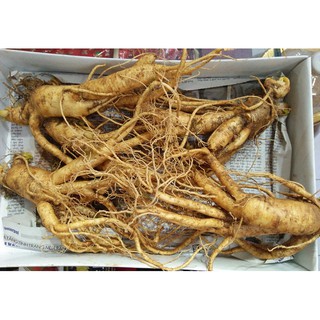 hạt giống nhân sâm hàn quốc f1