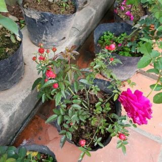 Chậu hoa hồng ngoại bầu đất
