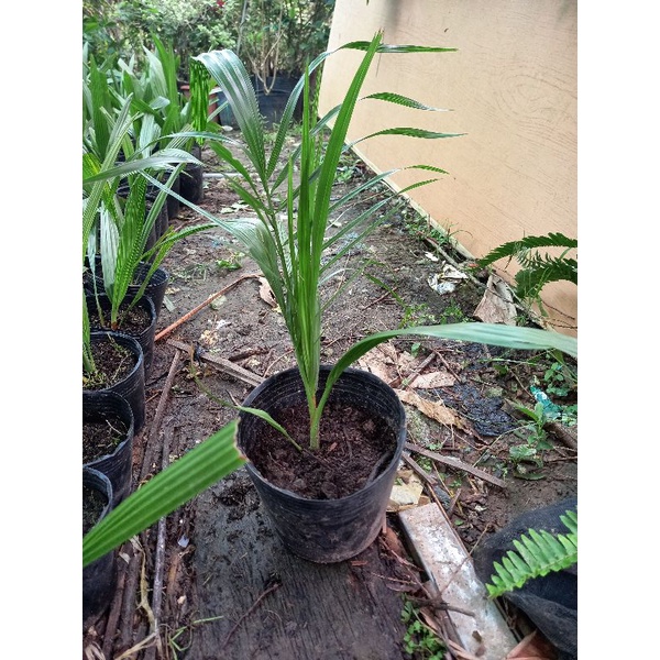 Cây chà là giống siêu trái