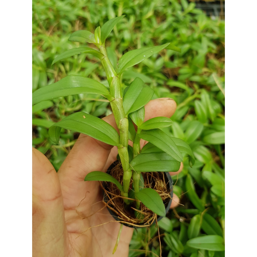 [Siêu Sale] giã hạc hồng bích quyết độc lạ rất đẹp chiều cao 10-15 cm dể trồng dể chăm sóc