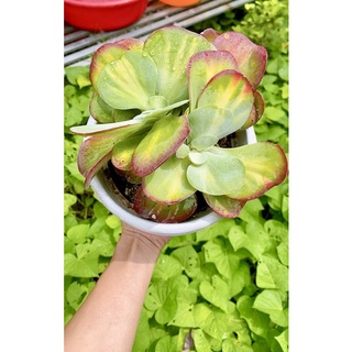 sen đá bươm bướm sz 20cm