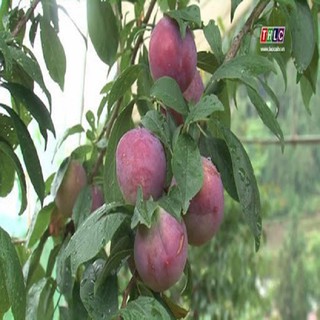 CÂY GIỐNG MẬN TÍM CHÍN SỚM BẮC HÀ  CAM KẾT CHẤT LƯỢNG GIỐNG