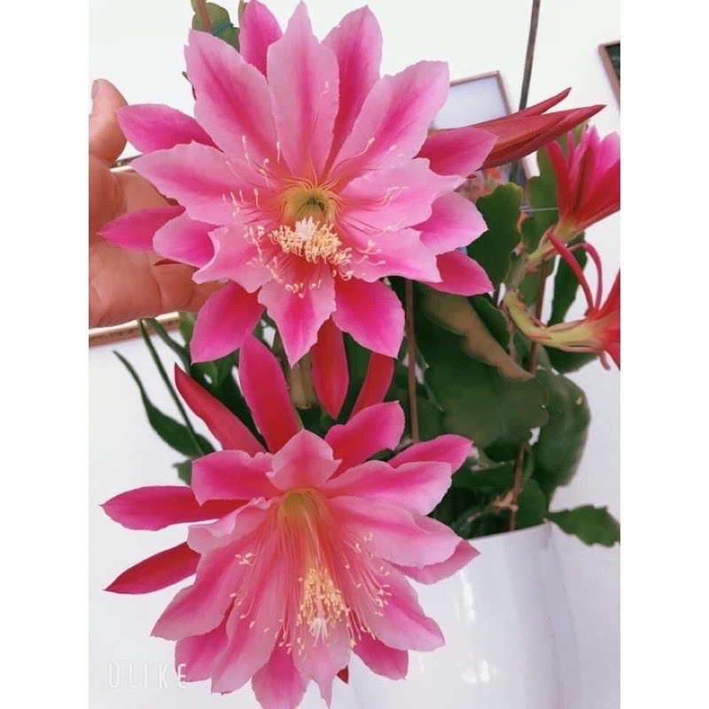 Hoa đại Nhật Quỳnh