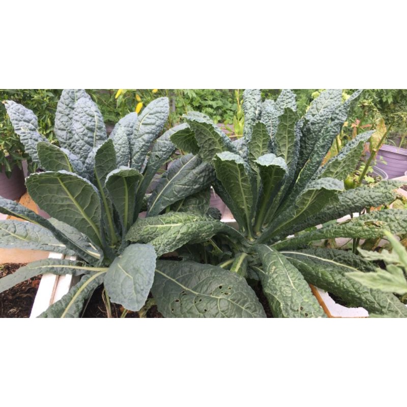 Giống cải kale khủng long