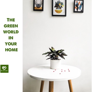 Cây Đuôi Công Tím size để bàn - Calathea Medallion
