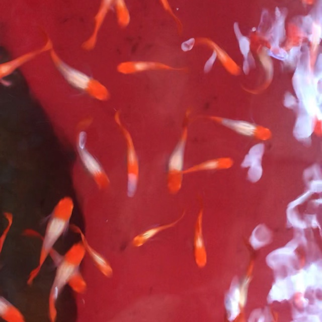 Guppy bảy màu koi đỏ