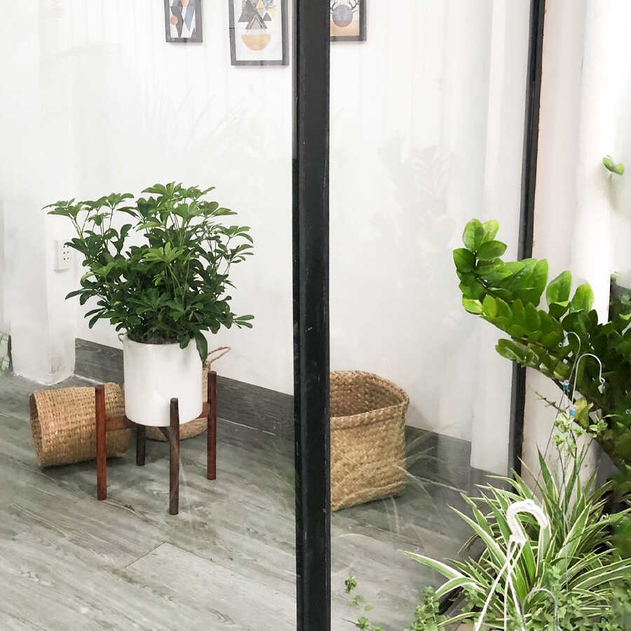 Cây Ngũ Gia Bì size nội thất trang trí văn phòng, nhà ở ( cây đuổi muỗi )