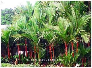 Cây cao đỏ phong thủy