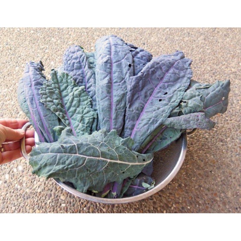 Hạt giống Kale Tím Khủng Long Nhập khẩu Mỹ
