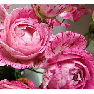 Cây giống Hồng Nhật Bản Lady Candle (hồng bụi chậu C9 - Trang Flower