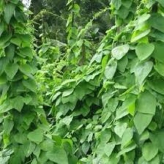Hạt giống sương sâm lông 30 hạt