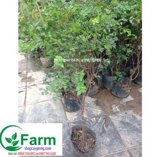 cây nho thân gỗ loại 60-70cm