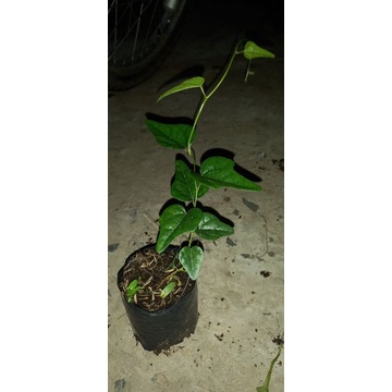 Combo 5 cây sâm lông 70k/ 5 sâm trơn 70k