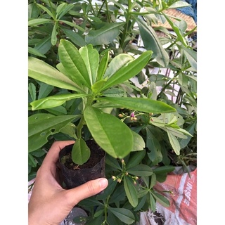 Chậu mềm sâm đất