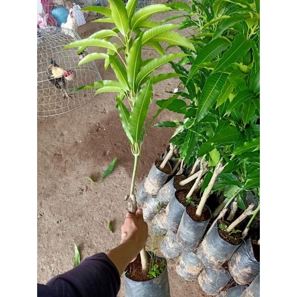 CÂY GIỐNG XOÀI TỨ QUÝ CHO QUẢ QUANH NĂM