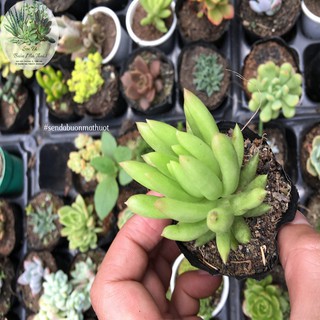 SEN ĐÁ CHUỖI NGỌC ĐỨNG - SEN ĐÁ BUÔN MA THUỘT