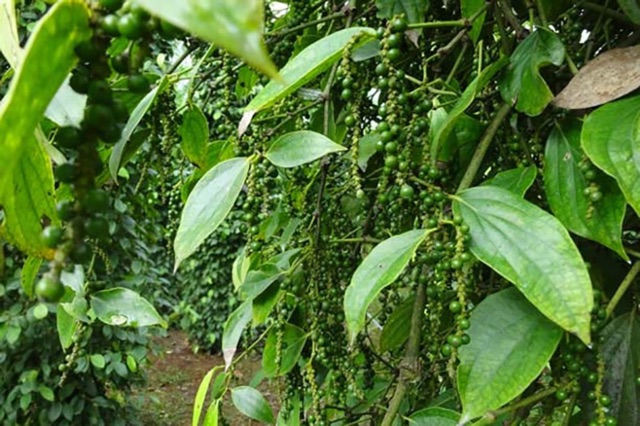 Tiêu đen cay 500g | BigBuy360 - bigbuy360.vn