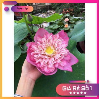 Hạt giống Sen Thái, Sen Quan Âm (5 hạt)