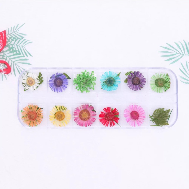 NAILS GIÁ RẺ - Hoa cúc khô